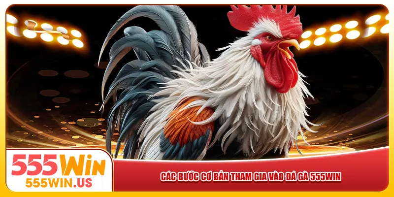 Các bước cơ bản tham gia vào đá gà 555win Các bước cơ bản tham gia vào đá gà 555win