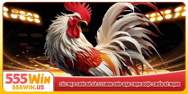 Các mẹo chơi đá gà 555win giúp bạn chọn được chiến kê mạnh Các mẹo chơi đá gà 555win giúp bạn chọn được chiến kê mạnh