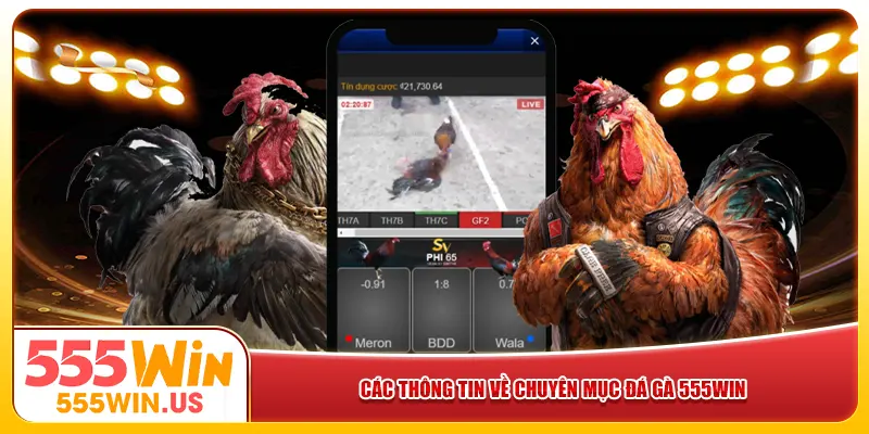 Các thông tin về chuyên mục đá gà 555win Các thông tin về chuyên mục đá gà 555win