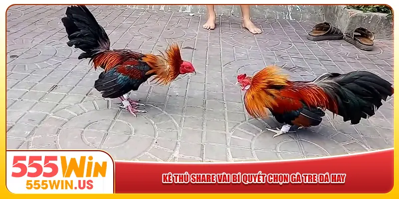 Kê thủ share vài bí quyết chọn gà tre đá hay Kê thủ share vài bí quyết chọn gà tre đá hay