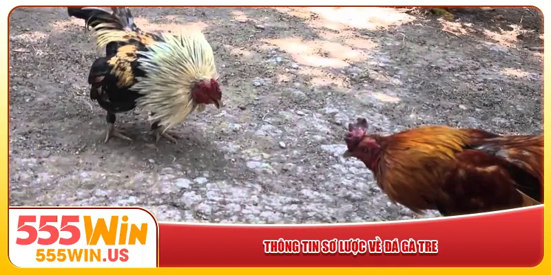 Thông tin sơ lược về đá gà tre Thông tin sơ lược về đá gà tre