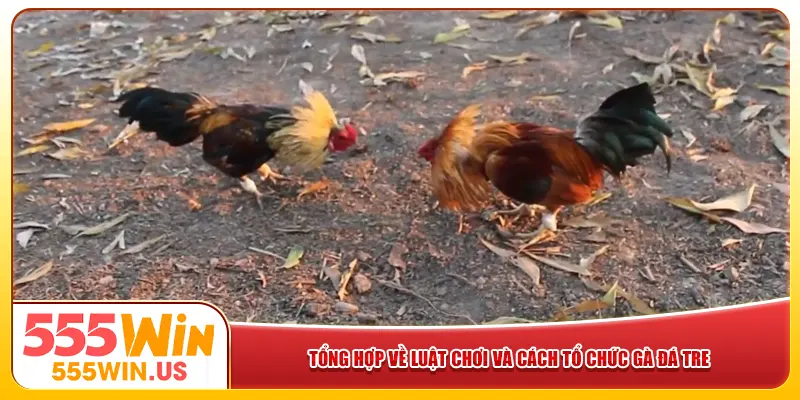 Tổng hợp về luật chơi và cách tổ chức gà đá tre Tổng hợp về luật chơi và cách tổ chức gà đá tre